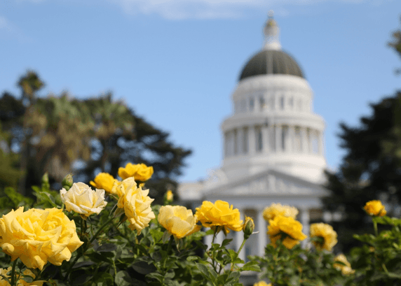 Yellow flowers in front of the California Capitol building